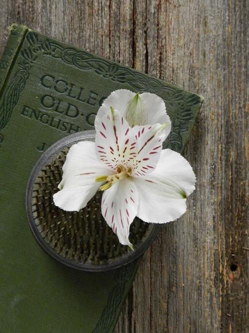 NETTED WHITE ALSTROMERIA